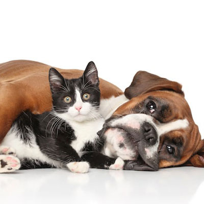 Pet food
