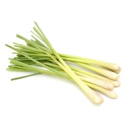 Lemongrass - Boot