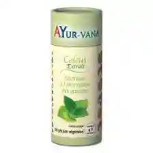 Coleus Forskohlii Extract 10% 60 capsules - Fat Loss - AYur-vana