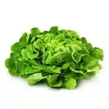 Salade Feuille Chêne Verte - Unité